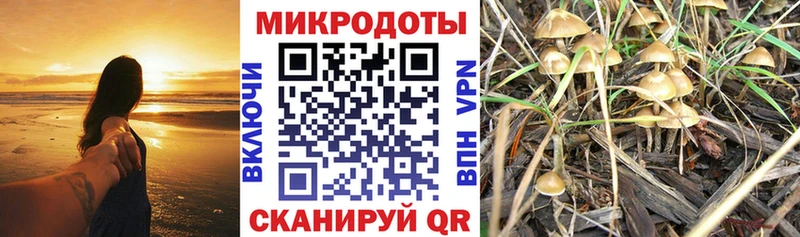 МЕГА как войти  Губкин  Галлюциногенные грибы Cubensis 